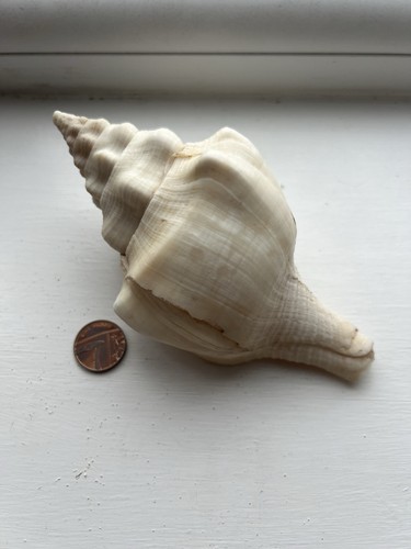 Conch shells - conch,