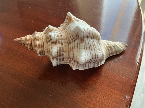 Pleuroploca trapezium - pleuroploca,