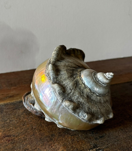 Large turbo marmoratus shell - large,