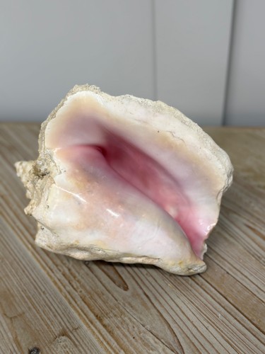 Large conch shell natural - large,
