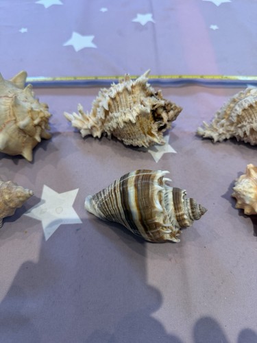 Conch shell mixed collection - conch,