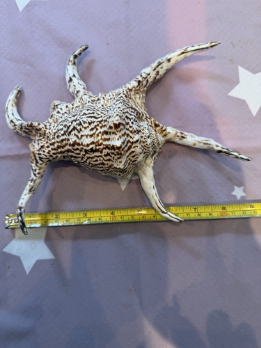 Spider conch - spider,