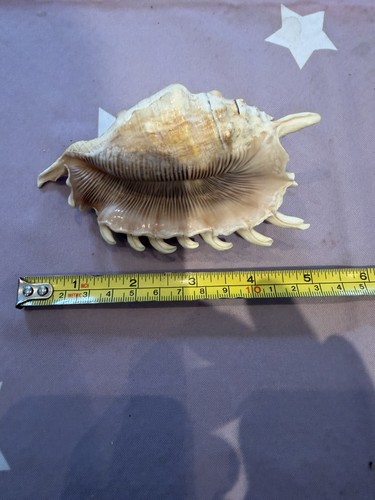 Spider conch - spider,