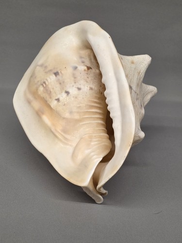 Large vintage natural - natural, conch