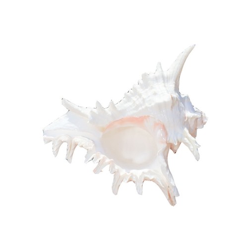 Large natural seashells ocean - large,