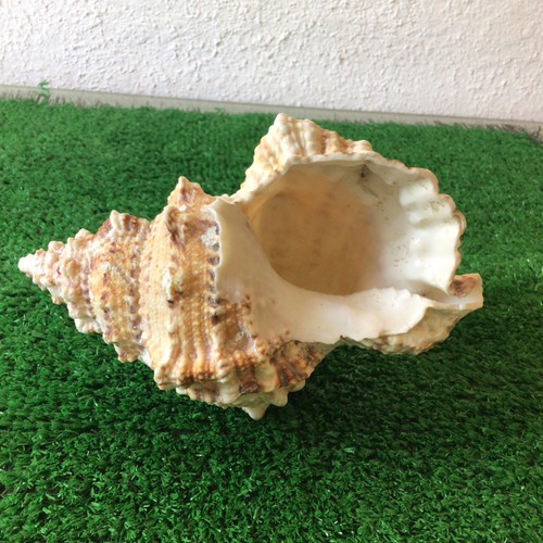 Frog shell conch - conch, tutufa