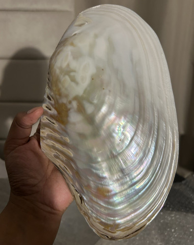 Large mother pearl shell - mother,