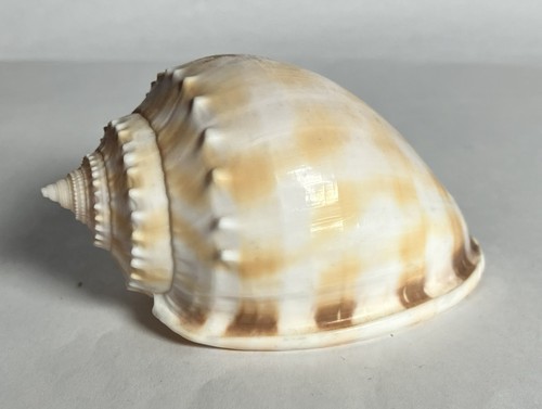 Beautiful banded bonnet - bonnet, conch