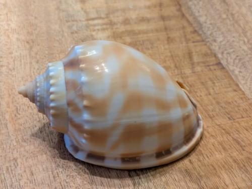 Beautiful banded bonnet conch - beautiful,