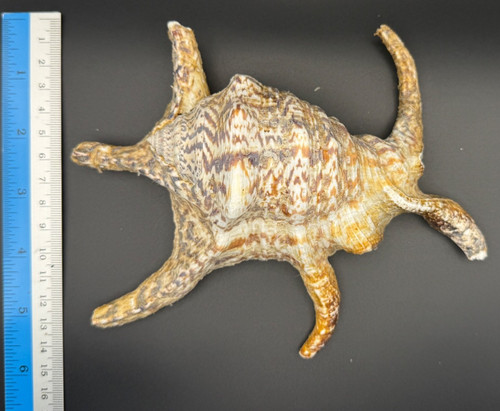 Conch large sea - large, beach