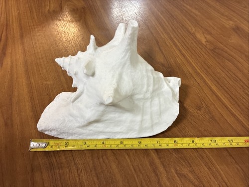 Replica queen conch shell - queen,