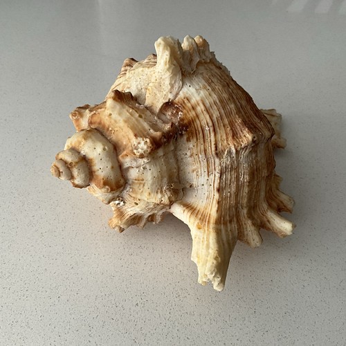 11cm vintage conch - , /