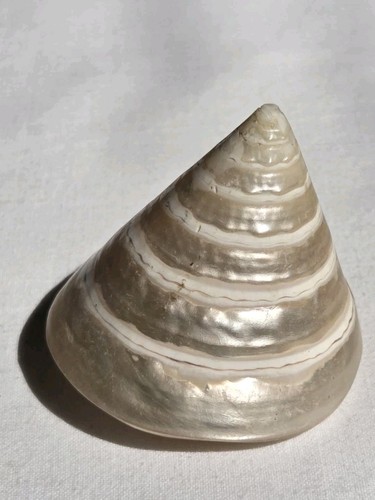 Vintage conch trochus shell - conch,