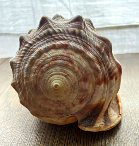 Natural conch shell seashell - shell,