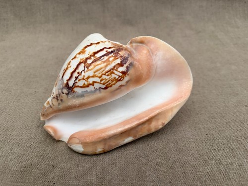 Large natural helmet shell - large,