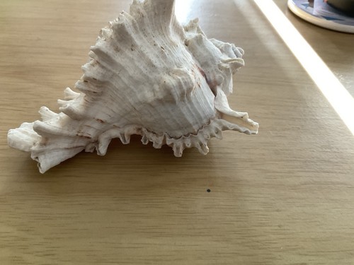 Murex ramousus conch - murex,