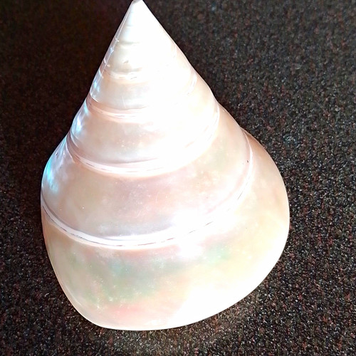 Polished natural conch shell - polished,