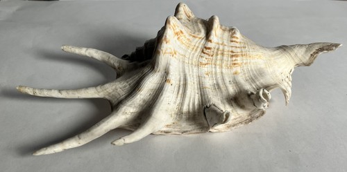 Large natural lambis spider - lambis,