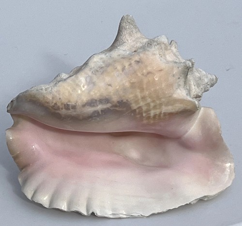 Queen conch shell pink - conch, natural