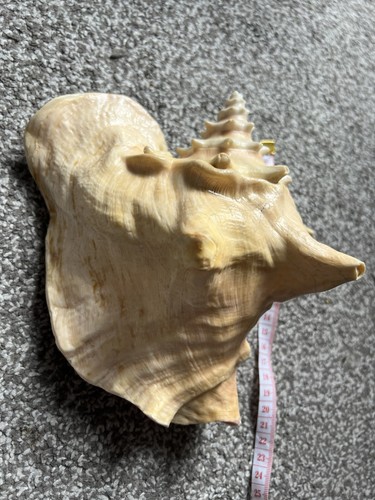 Queen conch shell cm - conch,