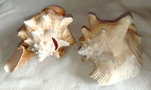 Large natural conch shells - large,