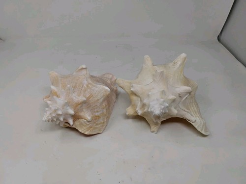 Pair queen conch - conch, shells