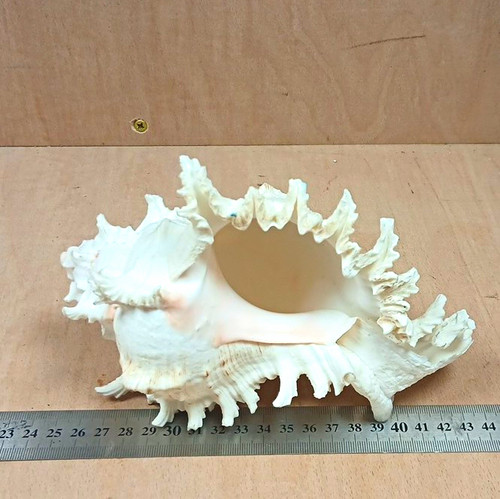 Large natural unpolished conch - natural,