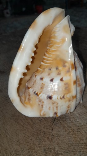 Rare large queen - rare,