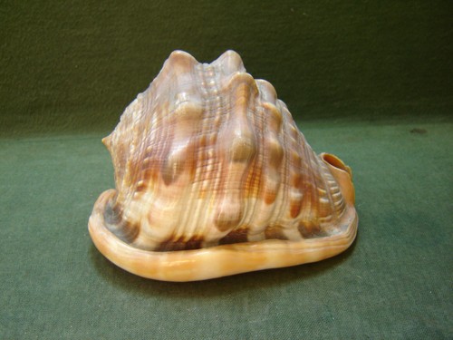 Large natural bullmouth - large,