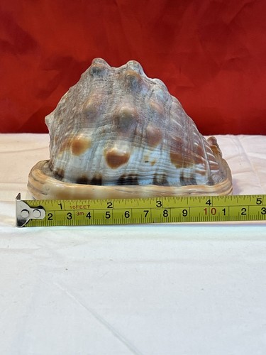 Natural bullmouth helmet shell - natural,
