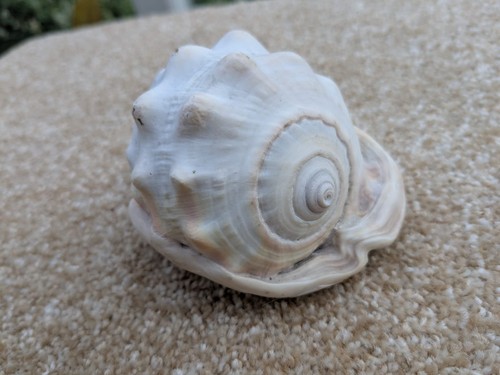 Queen conch beautiful medium - conch,