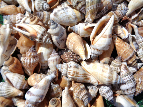Strombus sea shells - 15, 3