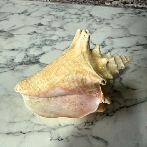 Large natural unpolished conch - large,