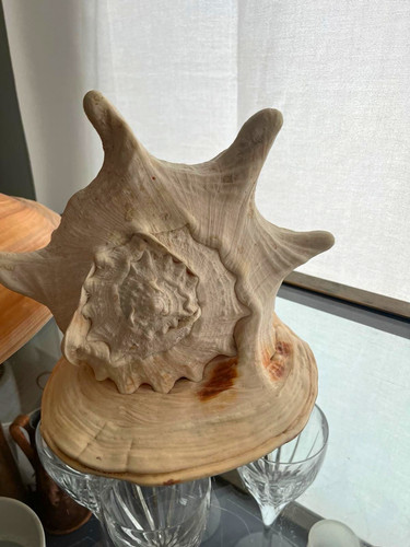Large natural conch seashell - large,