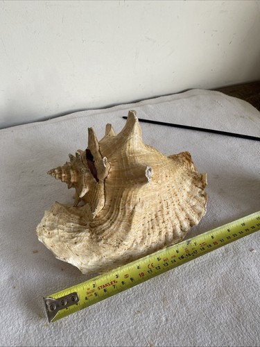 Large vintage conch shell - vintage, 23