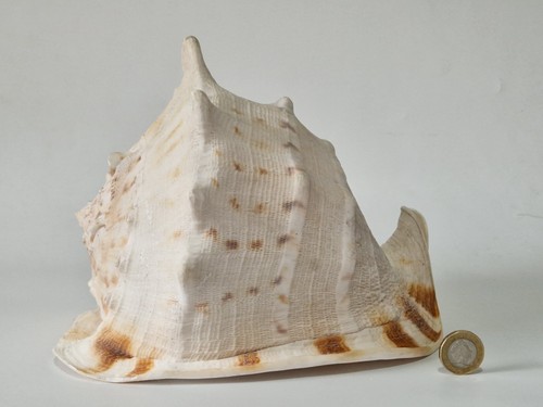 Large vintage queen - vintage, helmet
