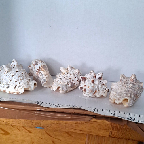 Silver conch shells lot 5 - silver,