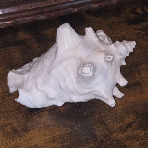 Large vintage conch sea shell - vintage,