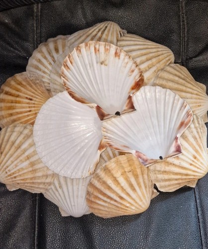 Natural scallop shells - 30,