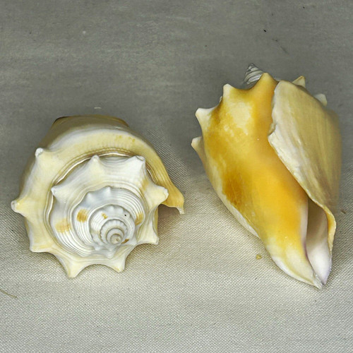 Pair collectable natural - pair,