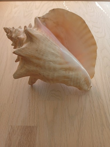 Aliger gigas queen conch - aliger, shell