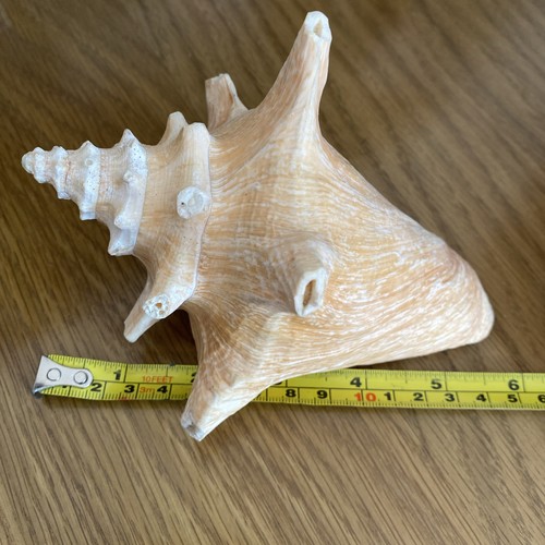 Large conch sea - large, shell