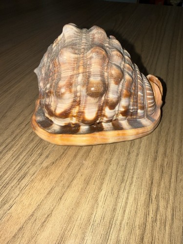 Vintage decorative conch shell - vintage,