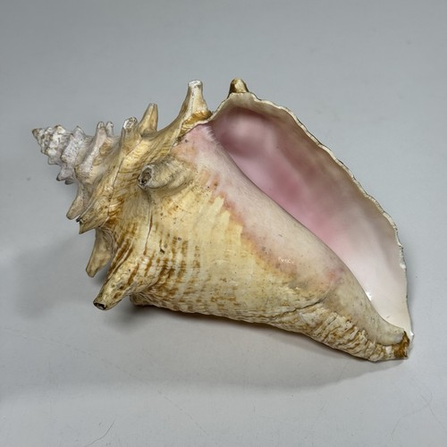 Queen conch shell seashell - queen,