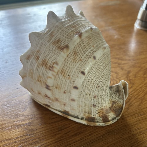 Large natural conch - natural, shell