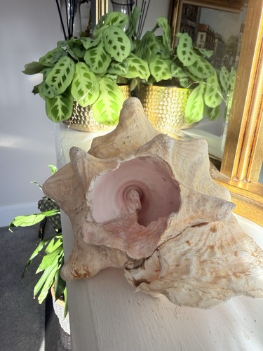 Large heavy queen conch sea - large,