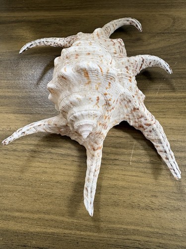 Large sea shell conch - sea,