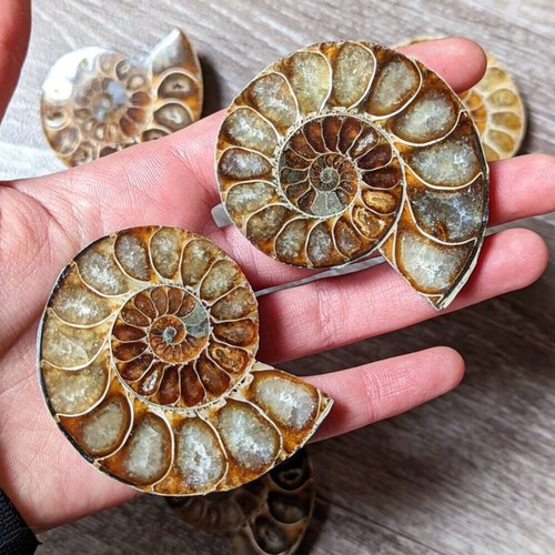 New half cut natural ammonite - half,