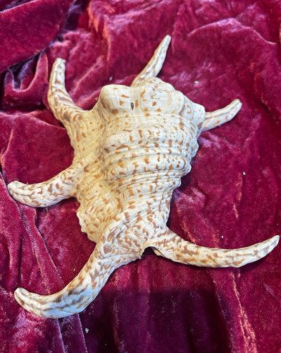 Large natural conch shell - conch,