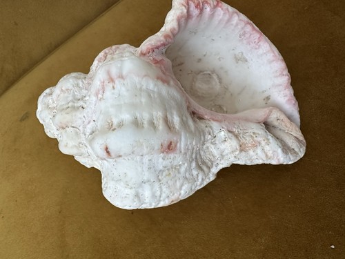 Beautiful seashell conch - seashell, conch?